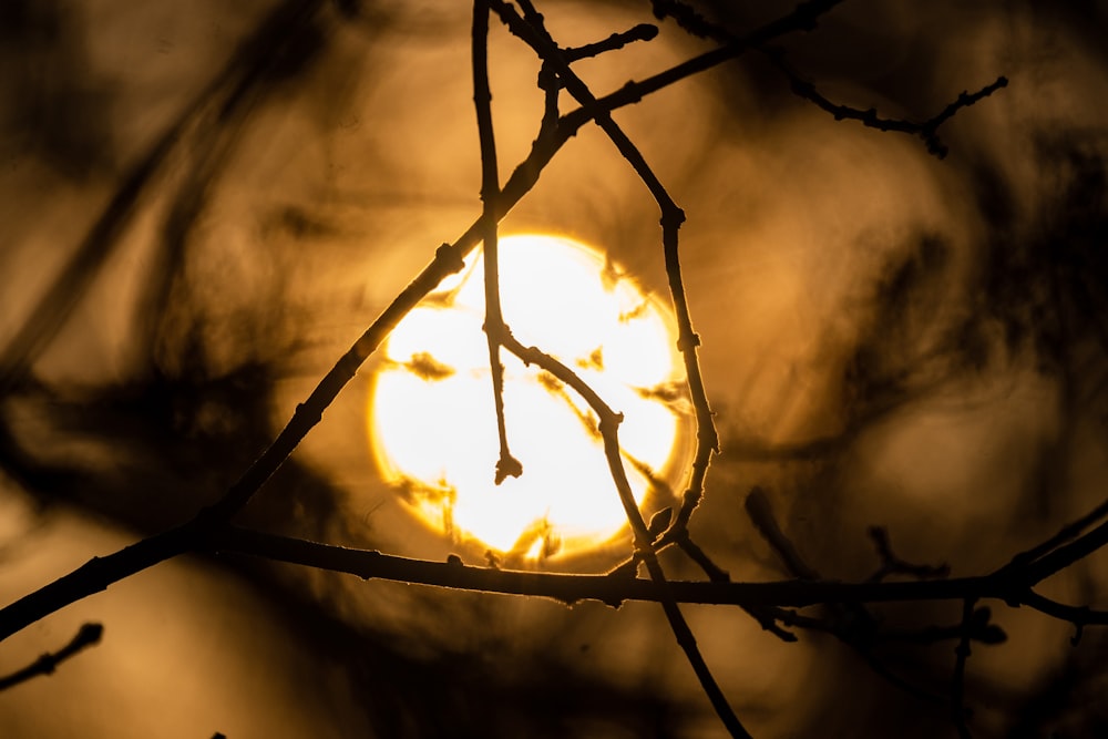 the sun is shining through the branches of a tree