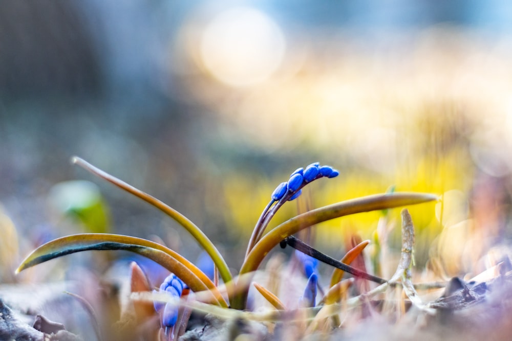 a close up of a plant with blue flowers