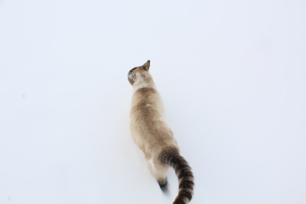 Eine Katze steht im Schnee und schaut nach oben