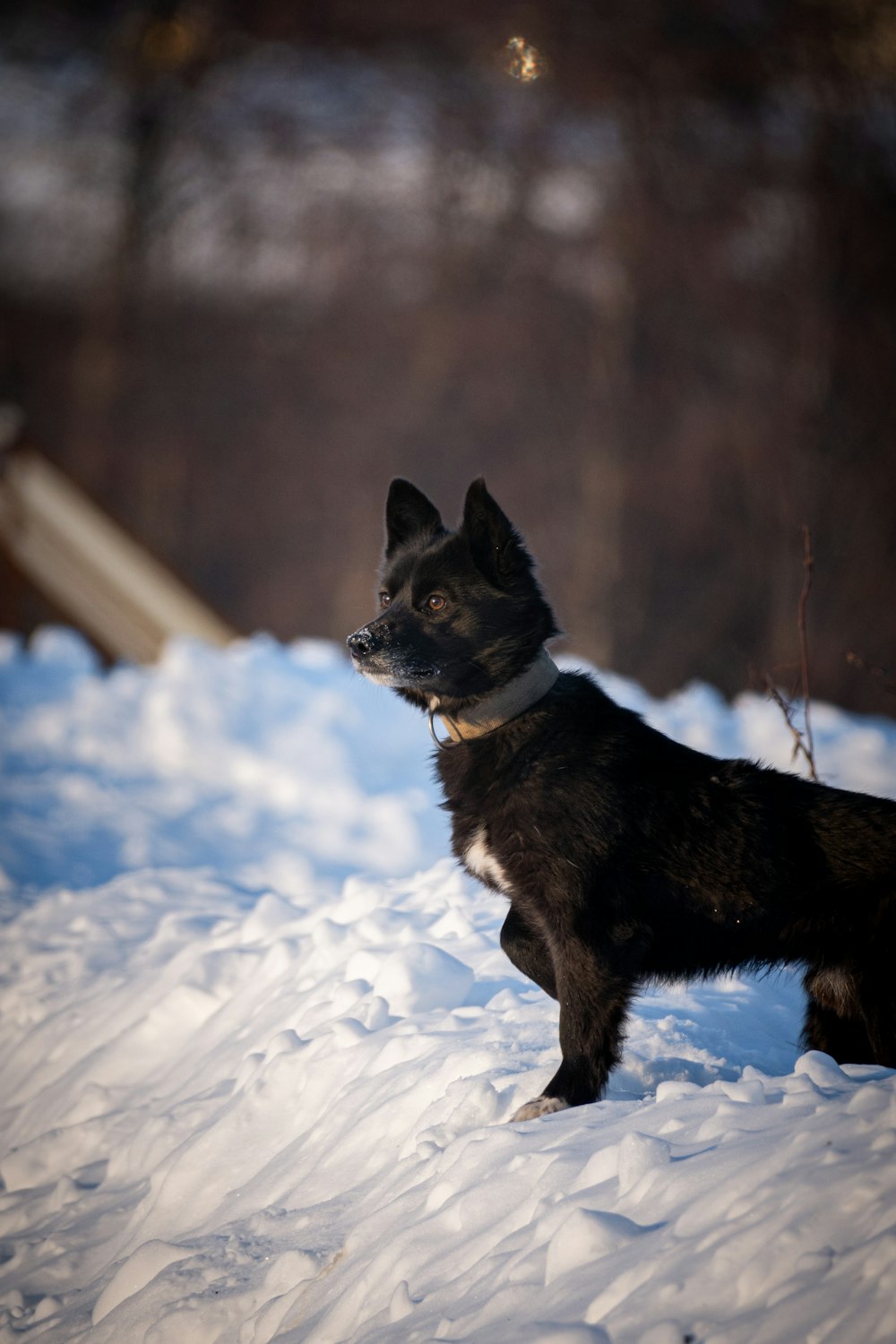 a black and white dog standing in the snow