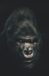 a close up of a gorilla's face with a black background