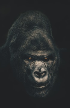 a close up of a gorilla's face with a black background