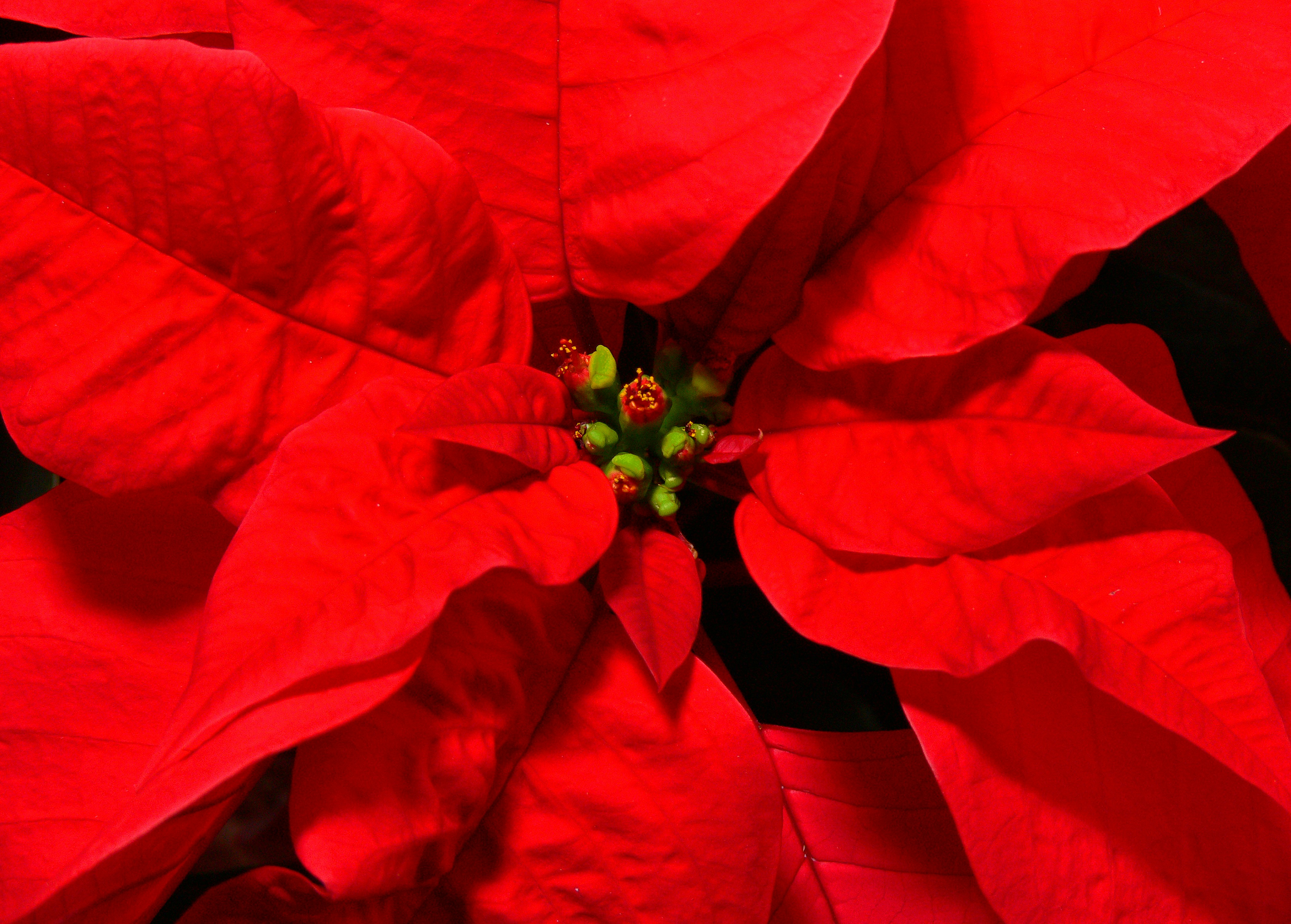 a close up of a red poinsettia flower