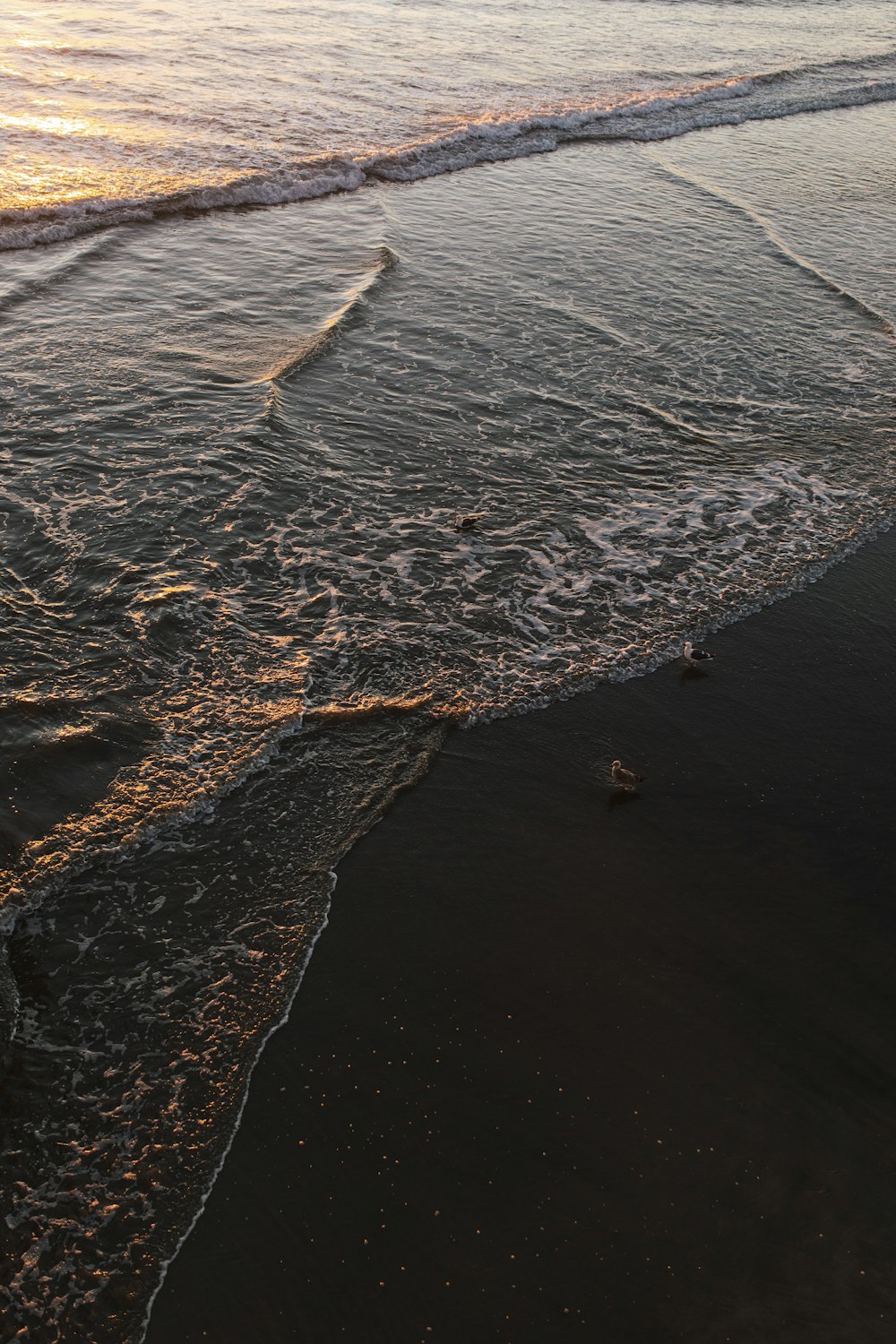 a couple of birds that are standing in the water