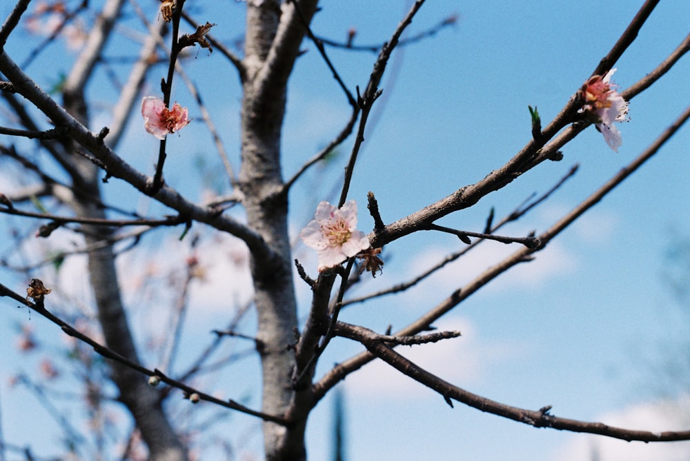 a small tree with pink flowers on it