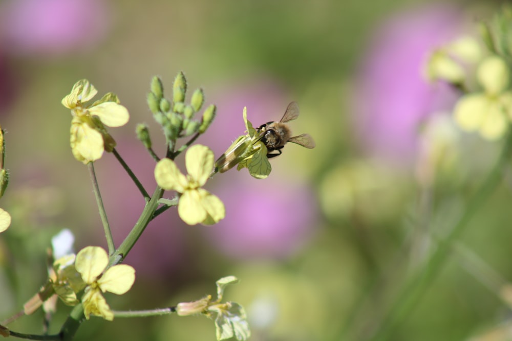 a bee is sitting on a yellow flower