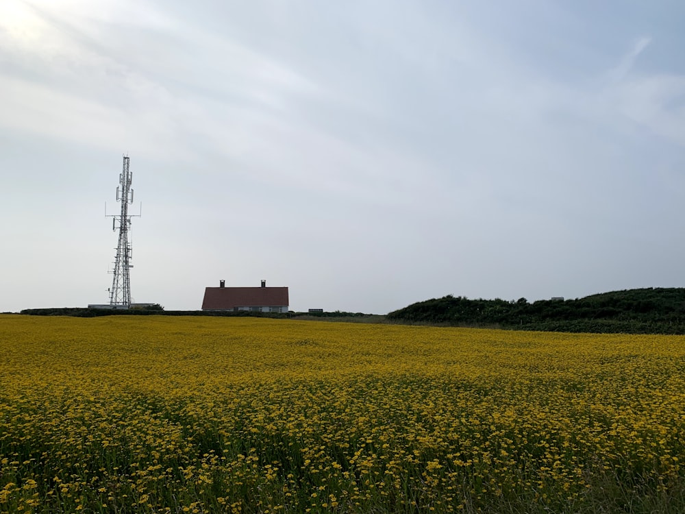 um campo de flores amarelas com uma casa no fundo