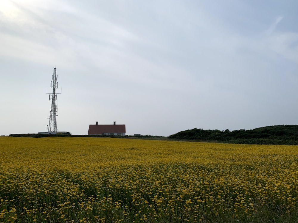 a field of yellow flowers with a house in the background