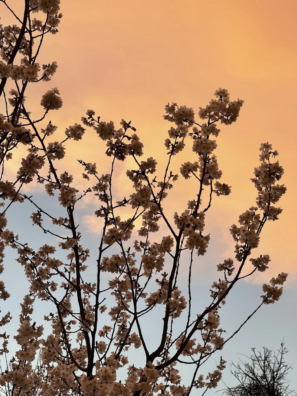 a tree with white flowers in front of a pink sky