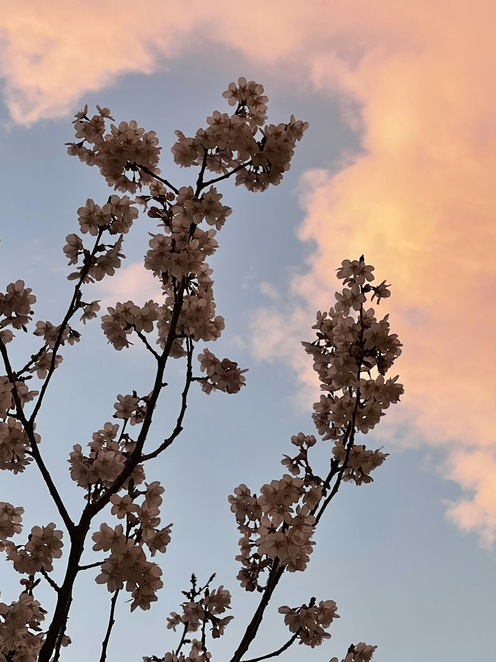 a tree with lots of flowers in front of a cloudy sky