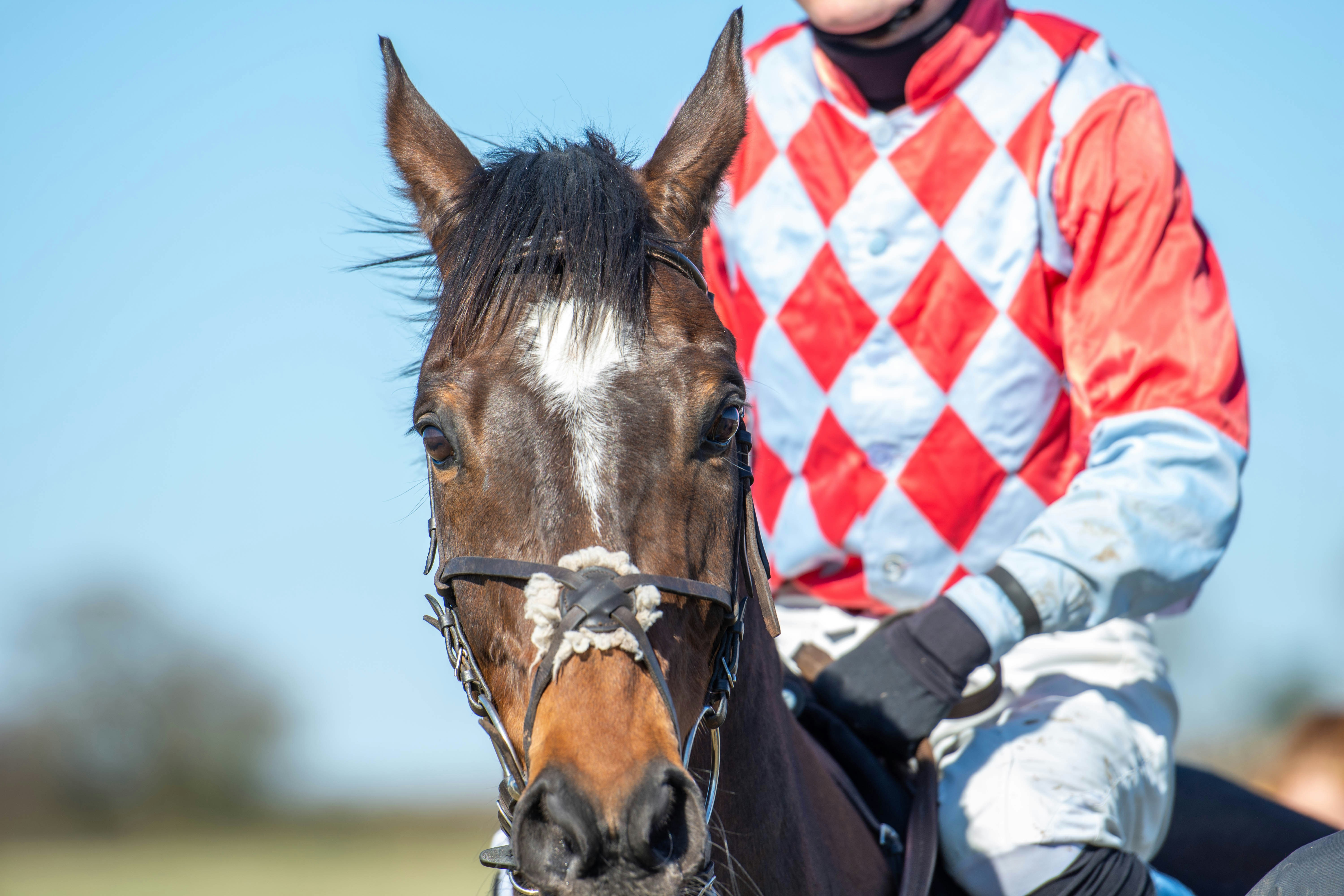 A racehorse and jockey in red and white checkered silks