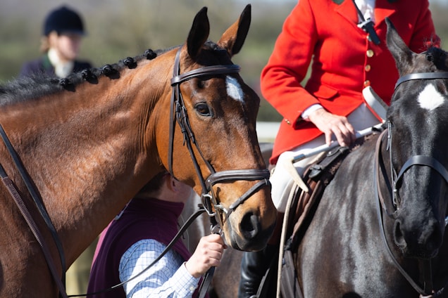 A close-up view of two horses, one brown and one black, both wearing bridles. A person in a red coat, which resembles traditional equestrian attire, is seated on the black horse. Another person is partially visible, holding the brown horse.