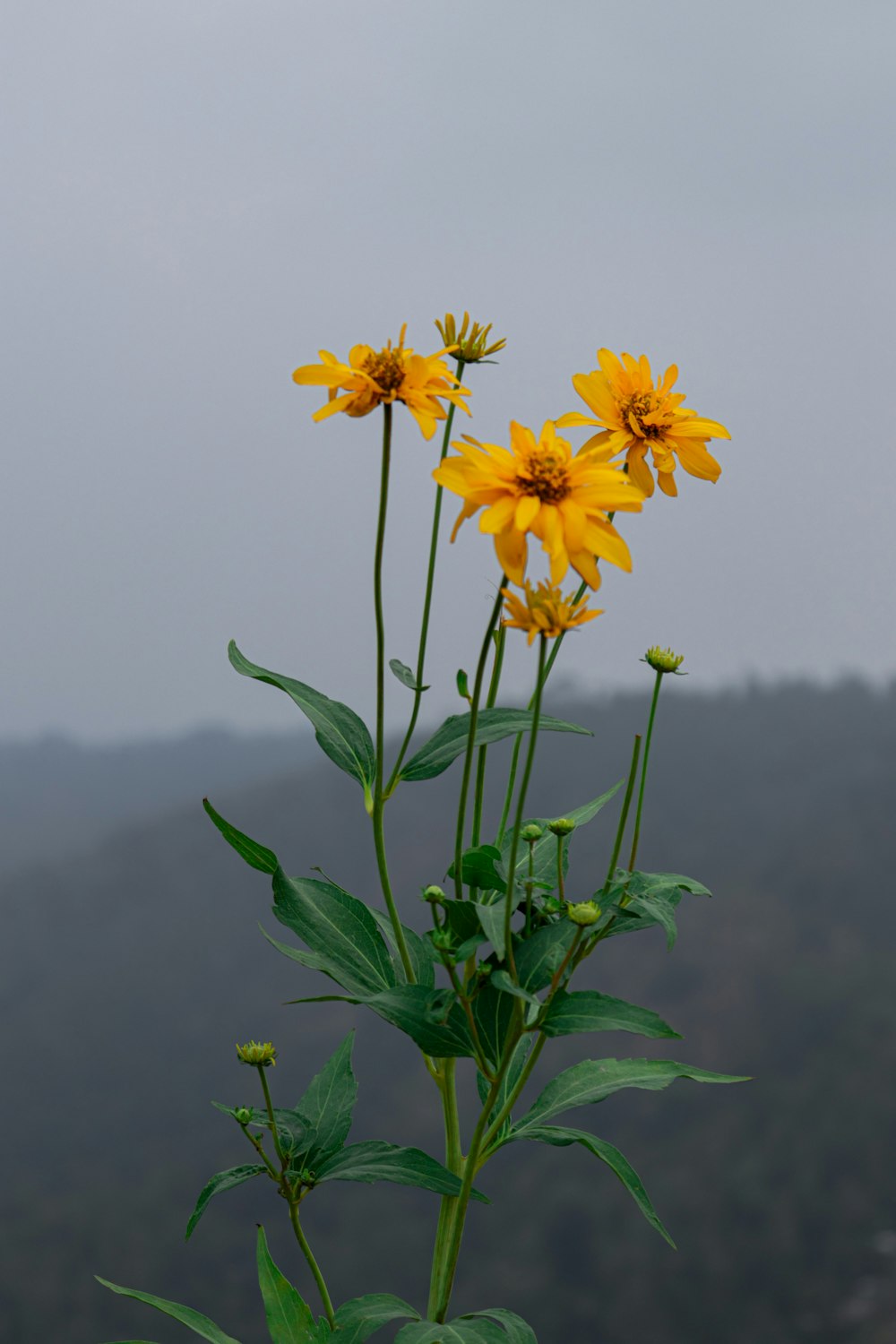 a group of yellow flowers sitting on top of a lush green field