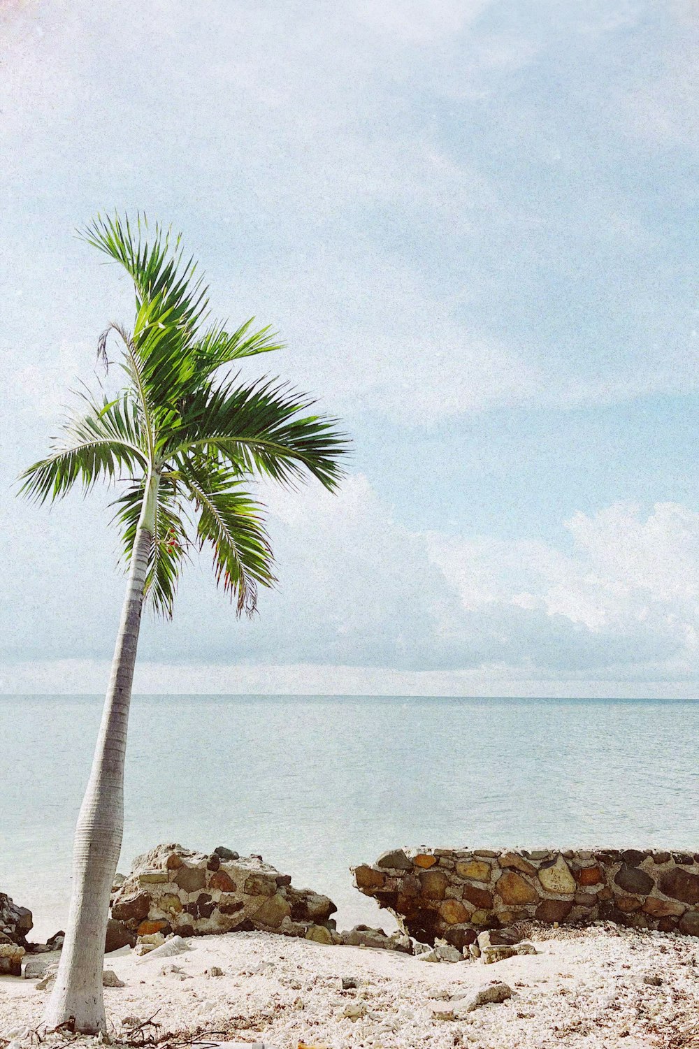 a lone palm tree on a sandy beach