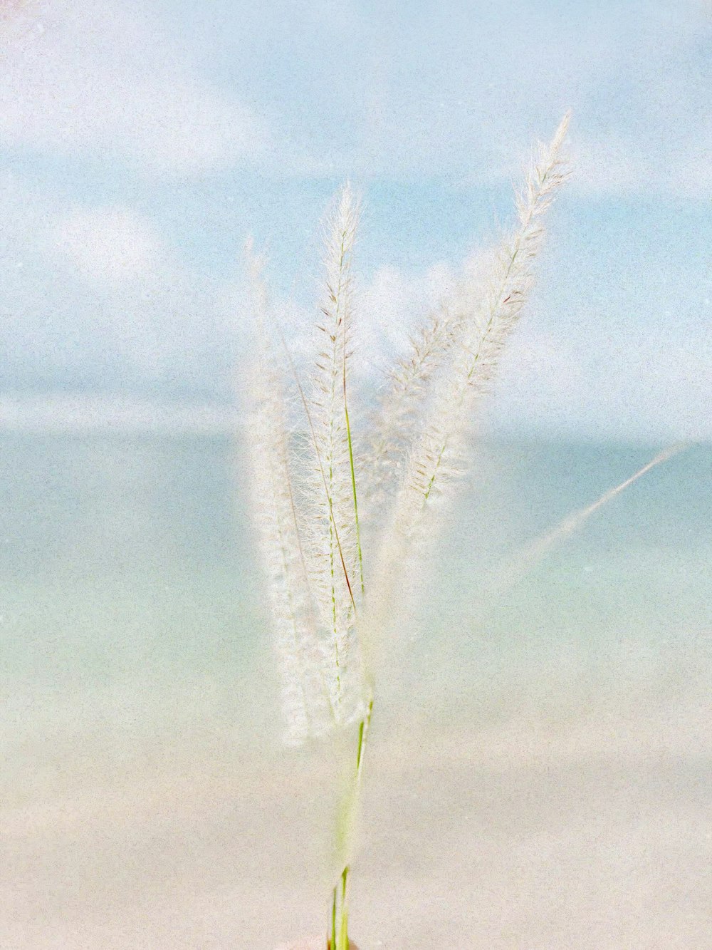 a person holding a plant in their hand on the beach