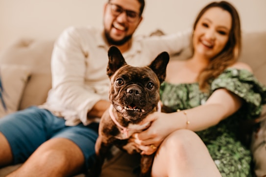A small, dark-colored French Bulldog is being held by a smiling couple sitting on a sofa. The man is wearing a light shirt and blue shorts, while the woman is dressed in a green, patterned off-the-shoulder outfit. The background features a beige sofa.