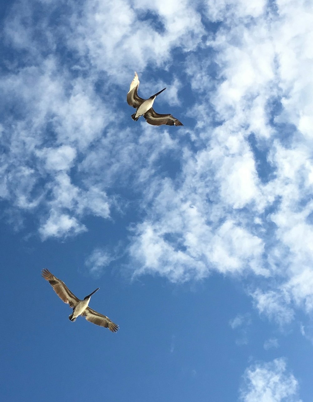three seagulls flying in a blue sky with white clouds