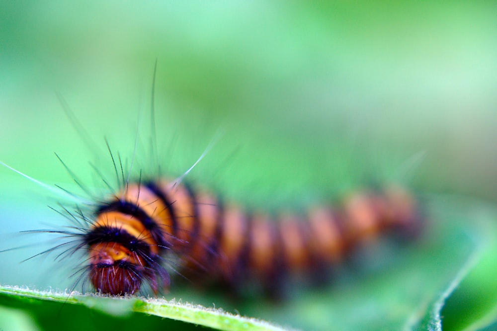 a close up of a caterpillar on a leaf