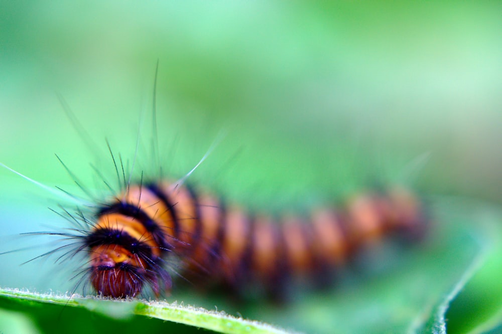 A close up of a caterpillar on a leaf photo – Free West africa Image on  Unsplash