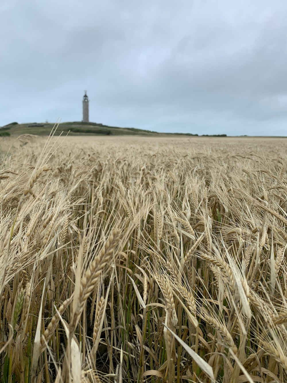 a field of wheat with a lighthouse in the background