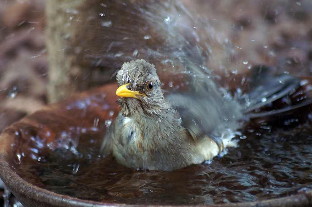 a bird is sitting in a bowl of water