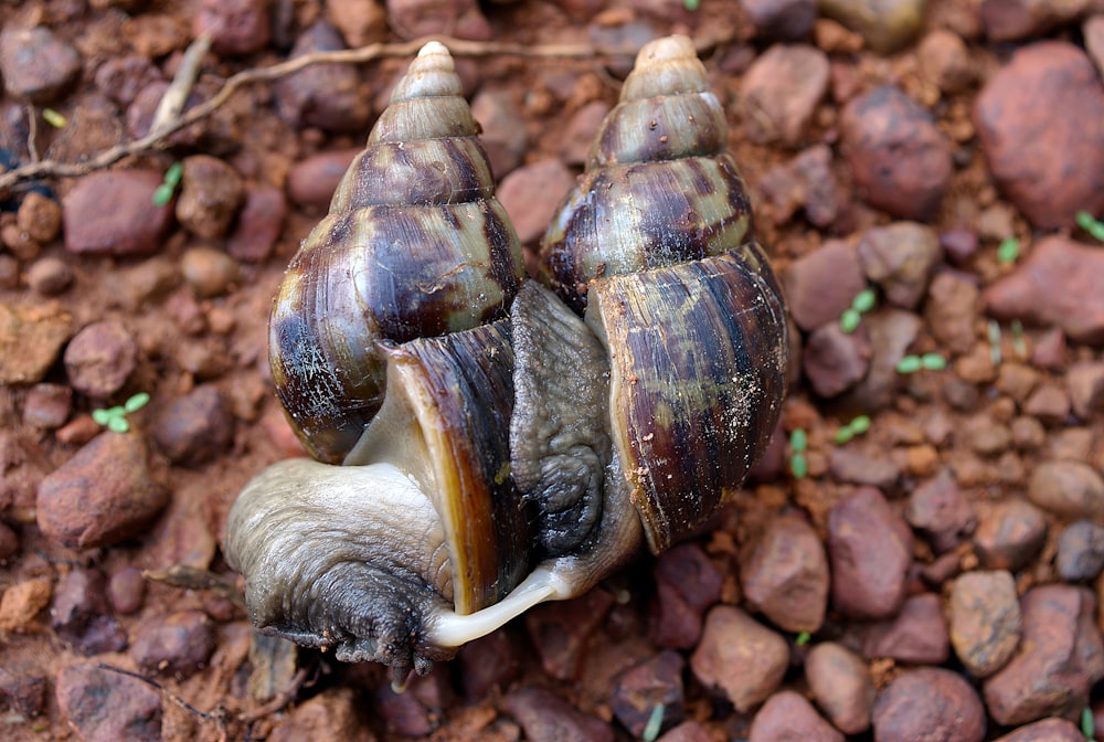 a close up of a snail on a rocky ground