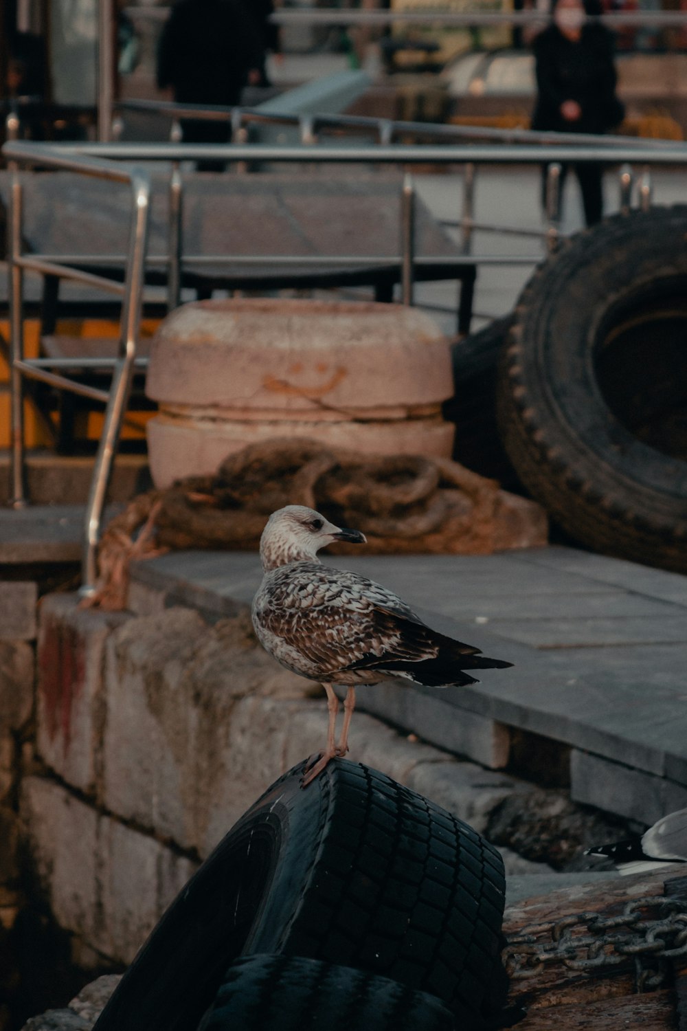 a seagull sitting on a tire in a parking lot