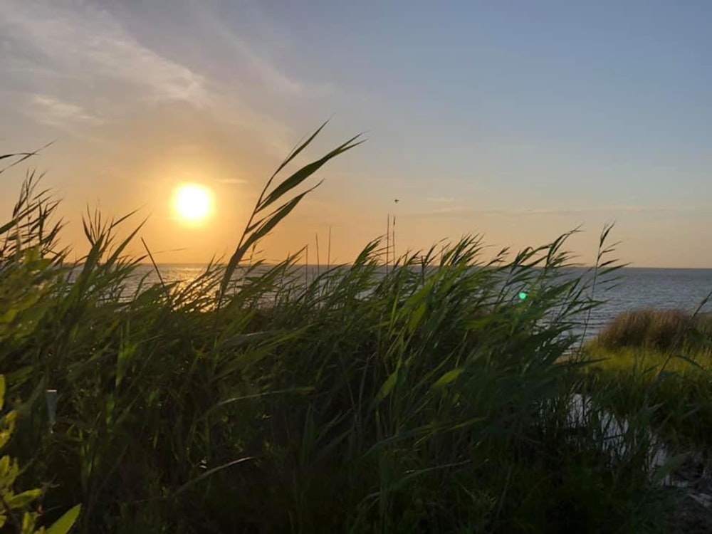 the sun is setting over the ocean with tall grass