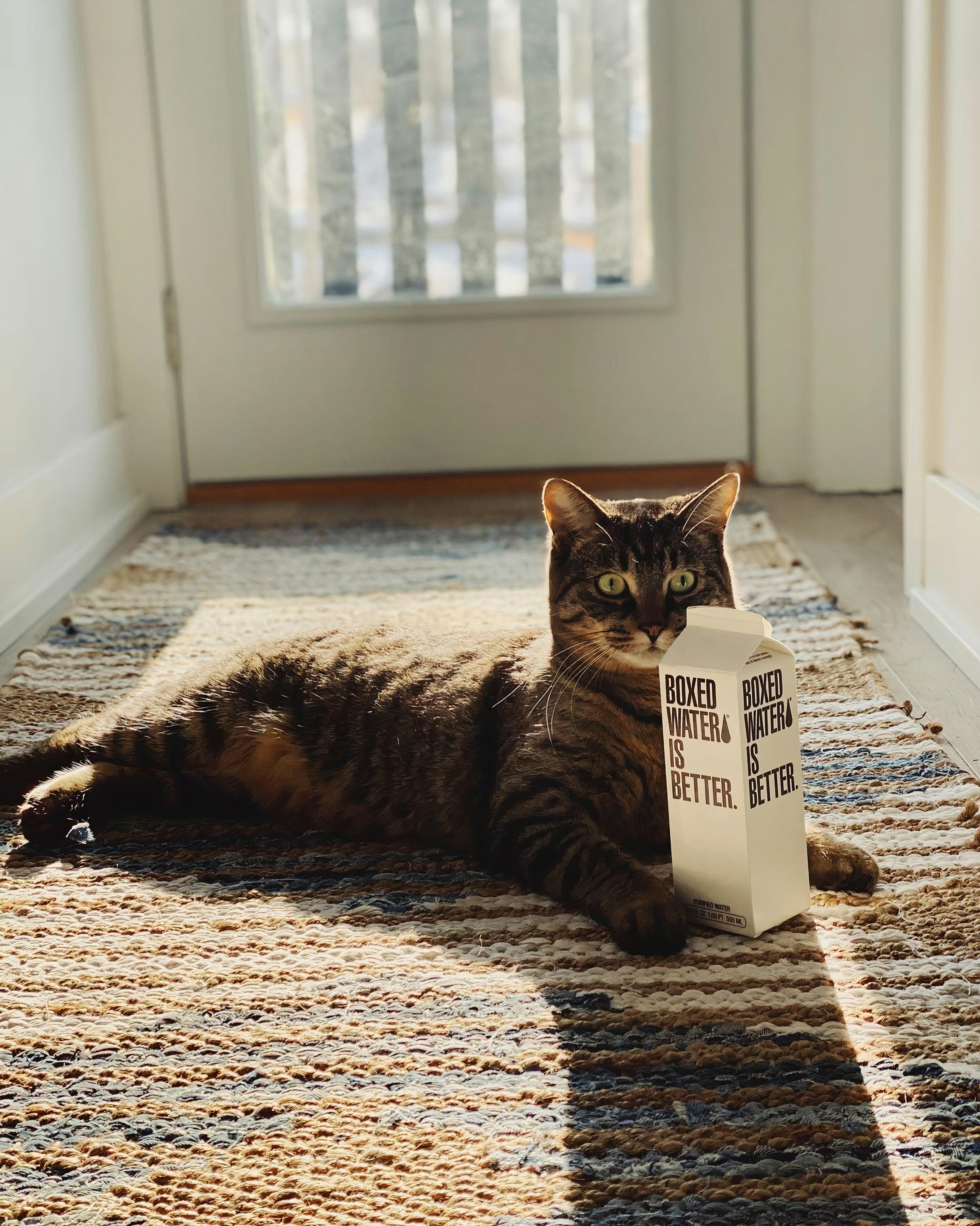 A cat laying on the floor holding a sign photo – Free Beverage Image on ...