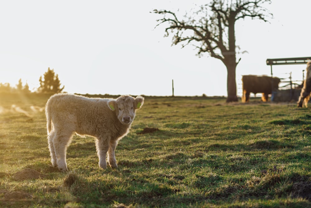 Ein Schaf steht auf einem grasbewachsenen Feld mit einem Baum im Hintergrund