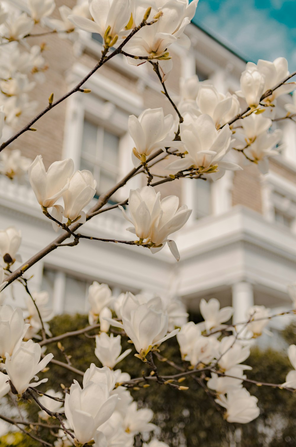 a tree with white flowers in front of a building