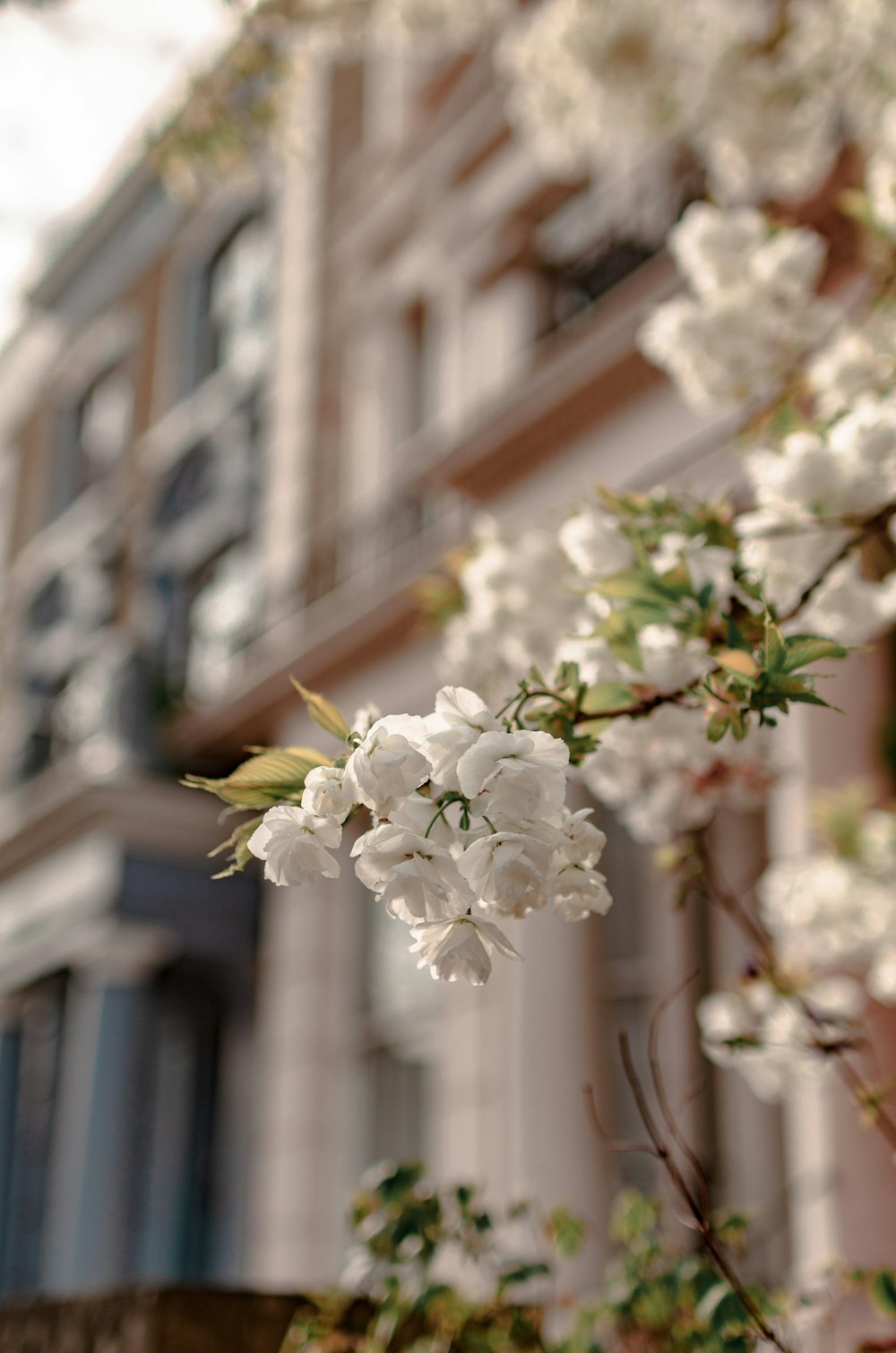 a tree with white flowers in front of a building