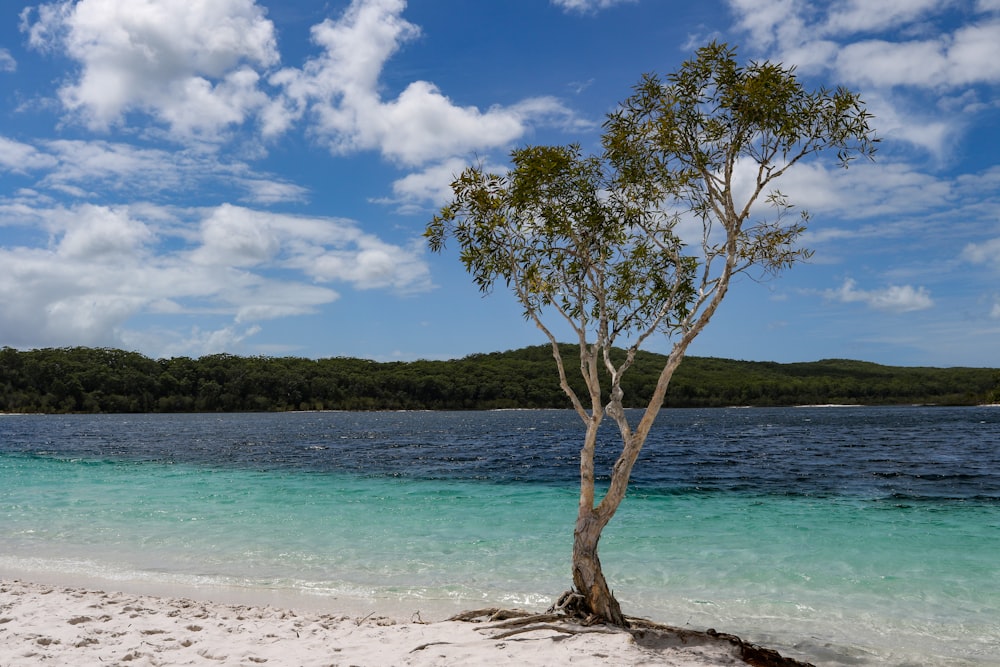 a lone tree on a sandy beach near the ocean