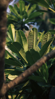 a close up of a leafy tree with a sky background