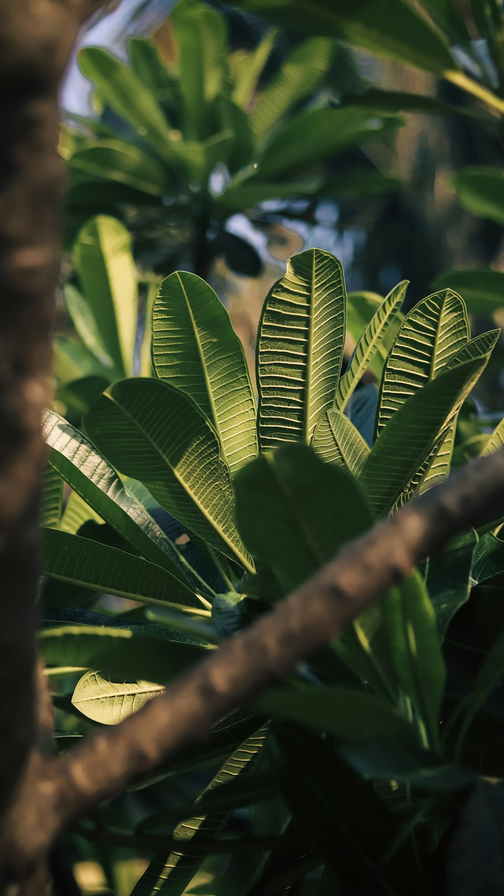 a close up of a leafy tree with a sky background