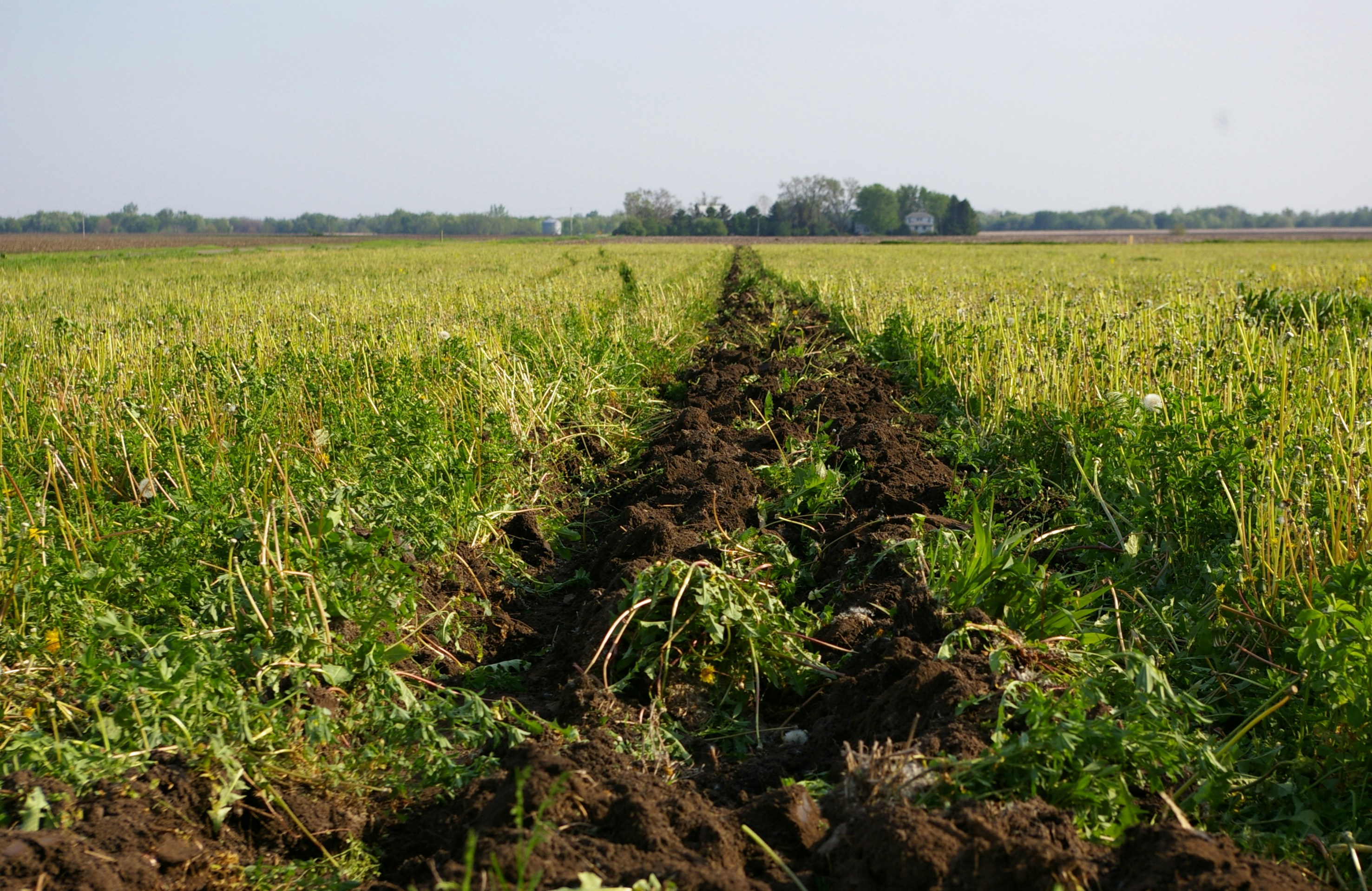 a field with a dirt path in the middle of it