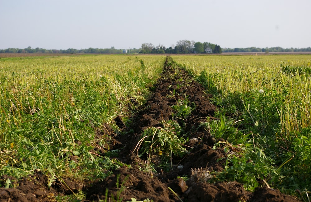 un champ avec un chemin de terre au milieu