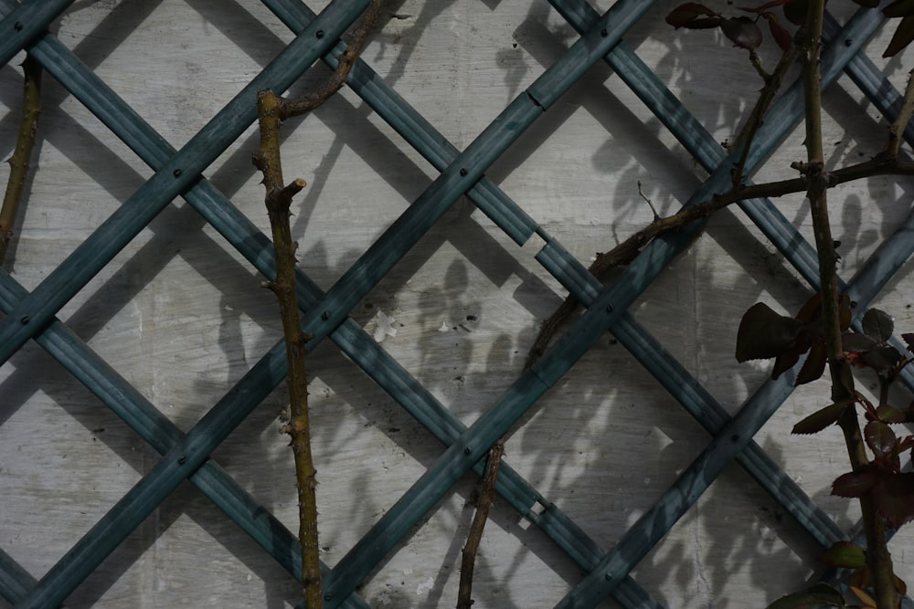 a close up of a fence with vines growing on it