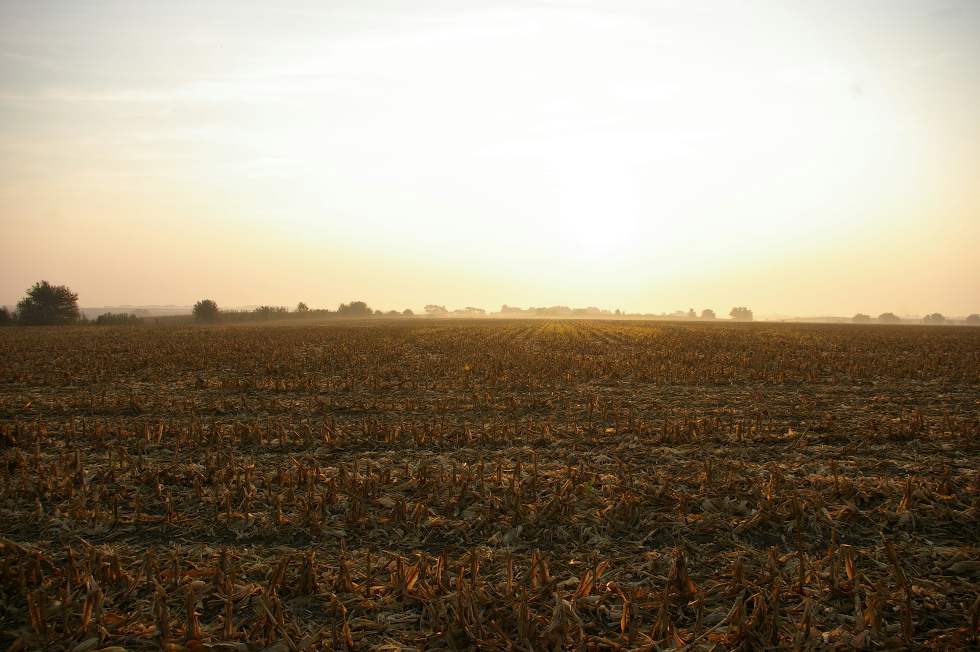 the sun is setting over a field of corn