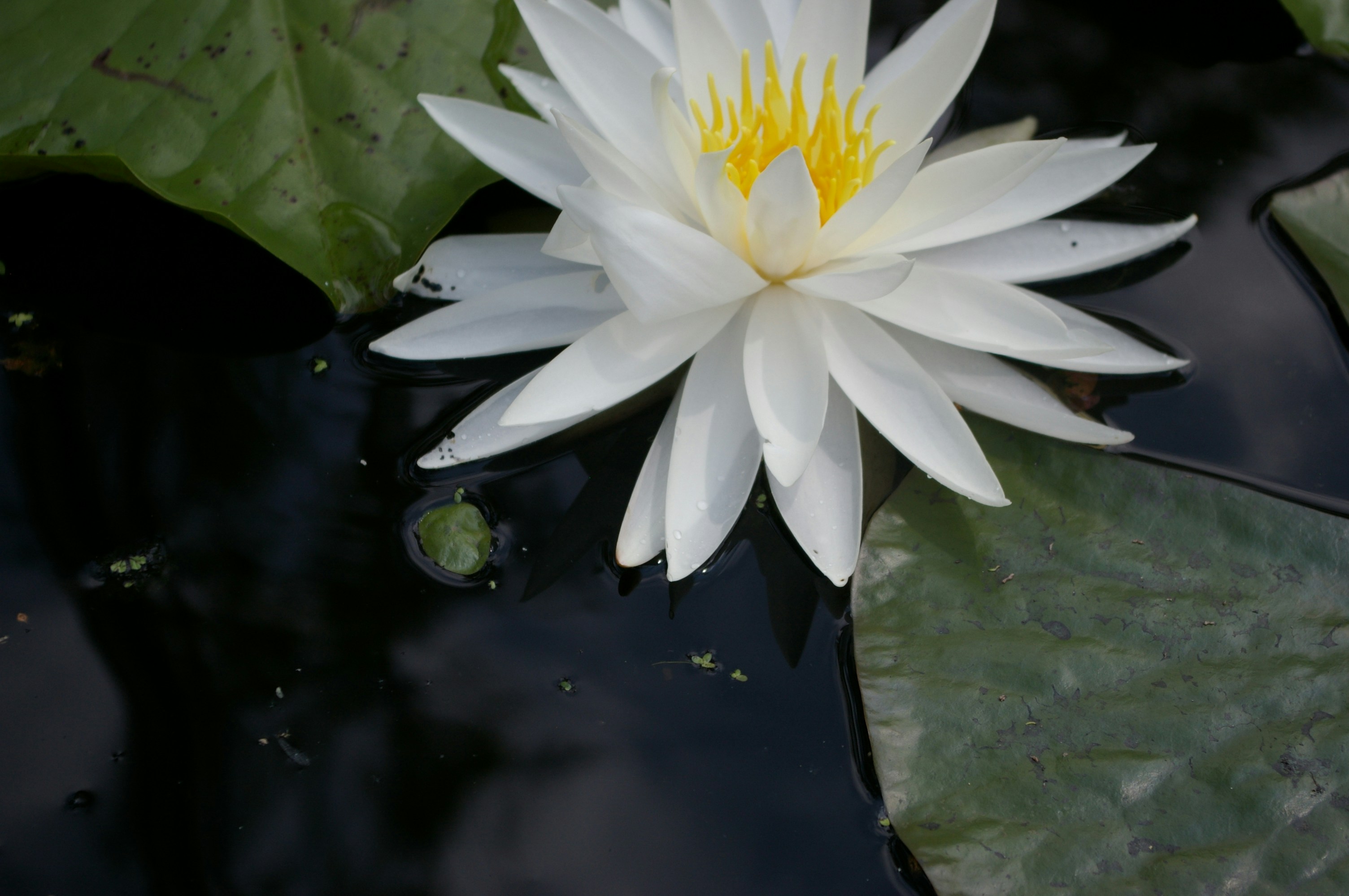 Photo by cstembridge