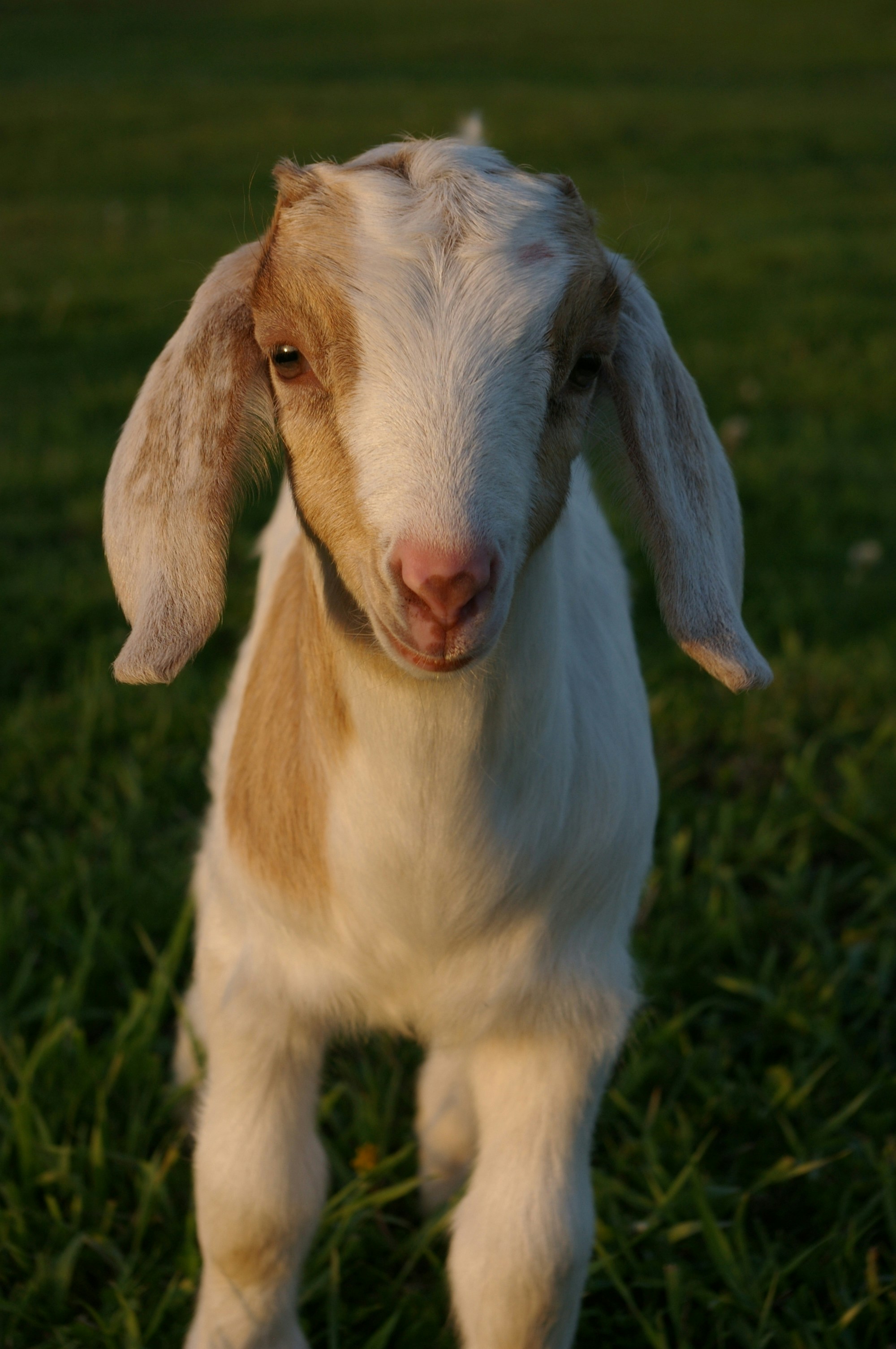 Kambing Qurban Segar