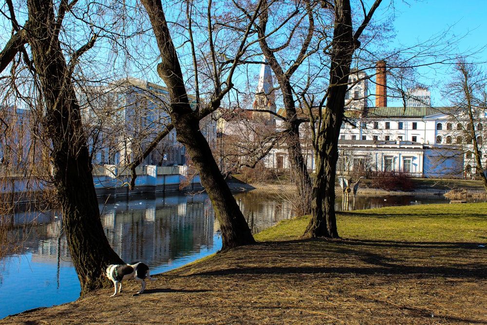 a dog is standing in the grass near a body of water