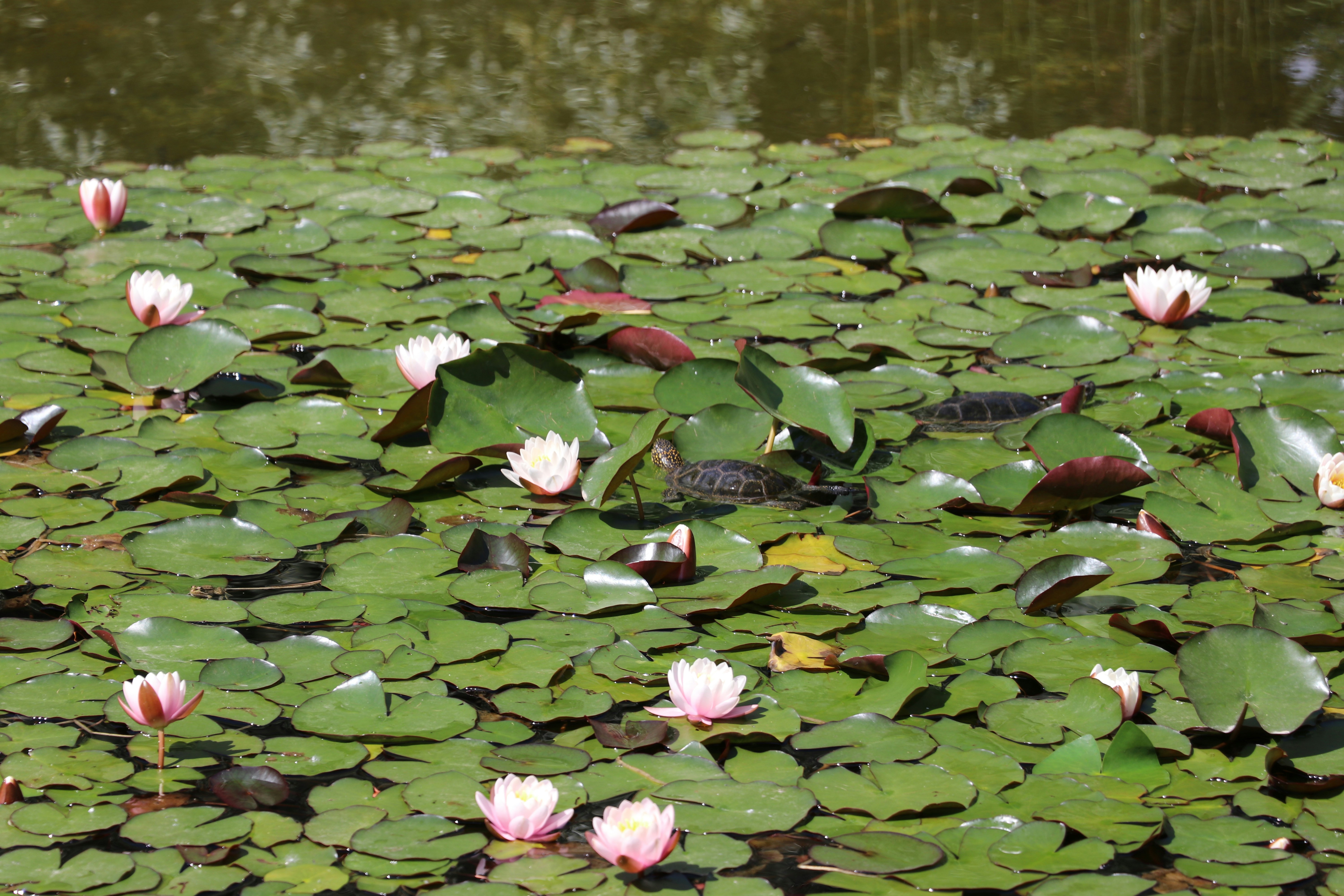 Photo by mohammadrezaphoto