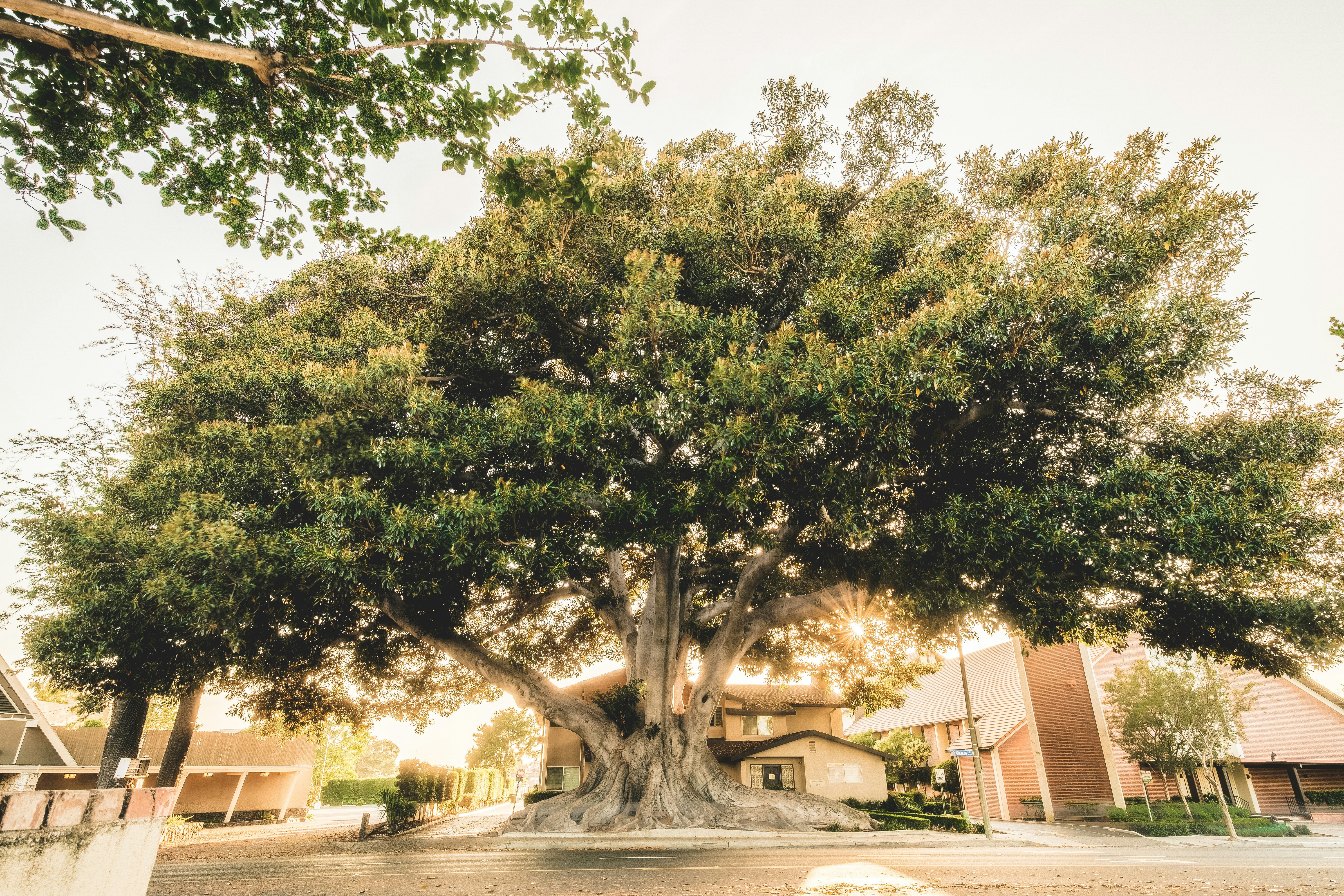 Photo by gummibearman