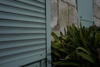 Wooden shutters painted in a soft mint color are partially open, attached to a textured stone wall. Lush green foliage from a plant is growing nearby, adding a natural element to the scene.