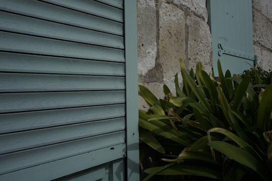 Wooden shutters painted in a soft mint color are partially open, attached to a textured stone wall. Lush green foliage from a plant is growing nearby, adding a natural element to the scene.