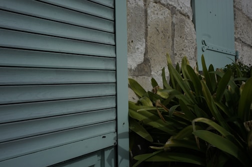 Wooden shutters painted in a soft mint color are partially open, attached to a textured stone wall. Lush green foliage from a plant is growing nearby, adding a natural element to the scene.