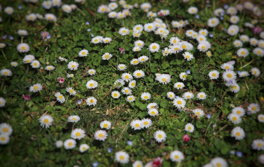 a bunch of daisies that are growing in the grass