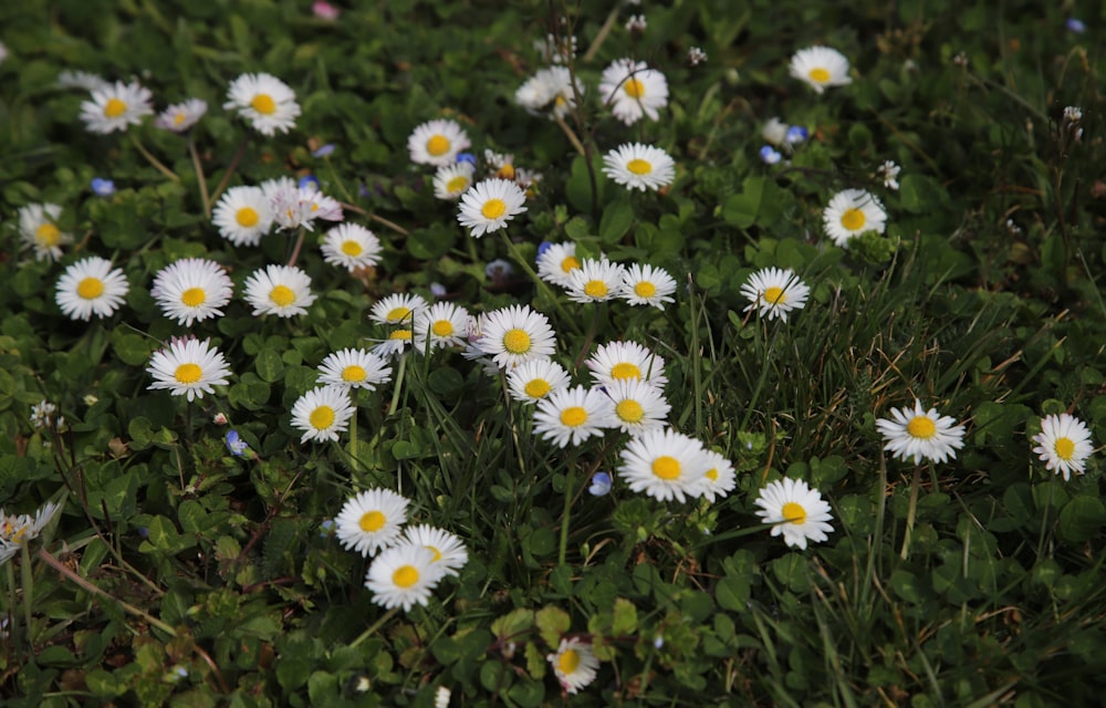 a bunch of daisies that are in the grass