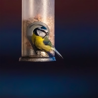 A colorful bird perched on a feeder filled with Yem Pati bird seeds.